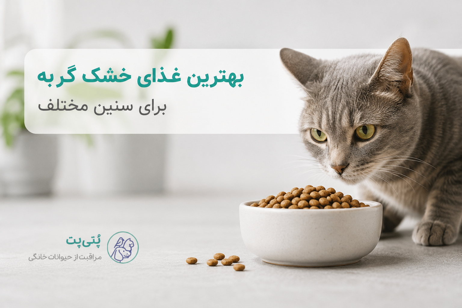 بهترین غذای خشک گربه برای سنین مختلف