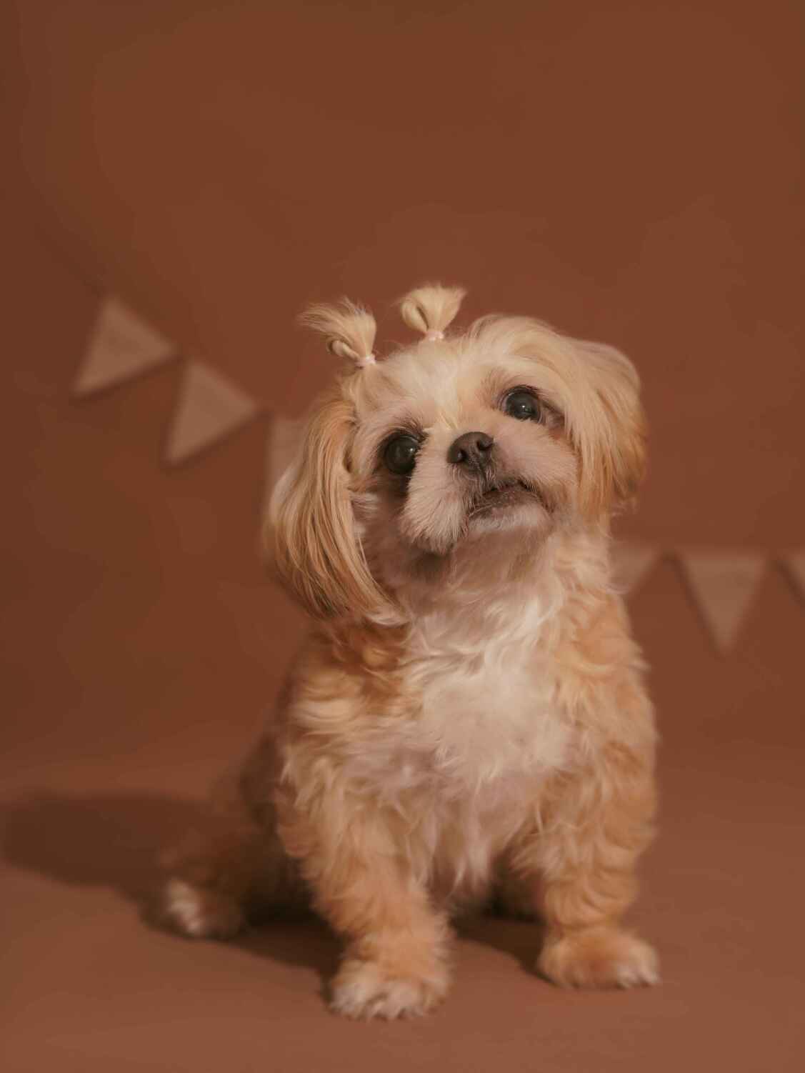 پت آرت فوتوگرافی