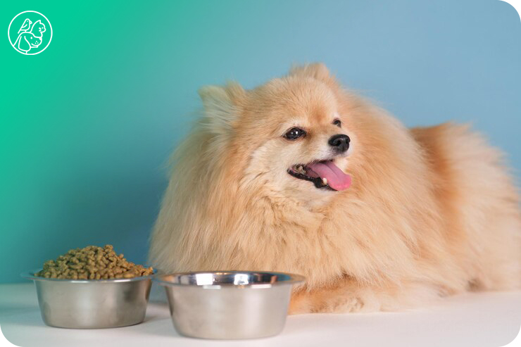Dog food bowl with dog