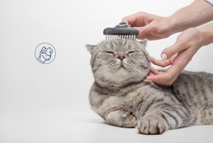 چگونه ریزش مو گربه را کم کنیم؟ راهکارهای عملی و موثر