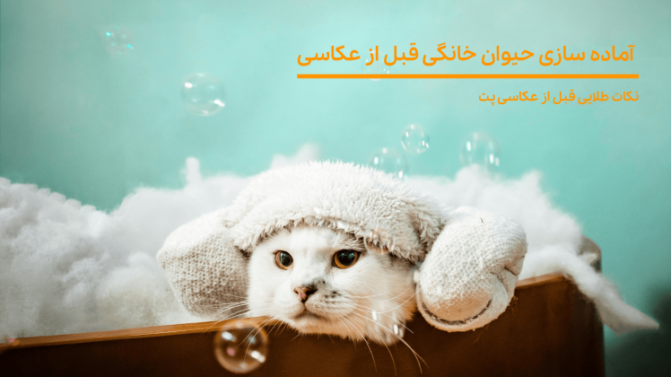 چگونه حیوان خانگی‌مان را برای عکاسی آماده کنیم؟ | راهنمای کامل آمادگی پت برای عکاسی حرفه‌ای