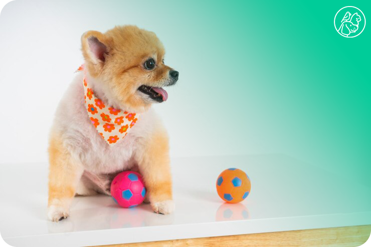 dog-toy