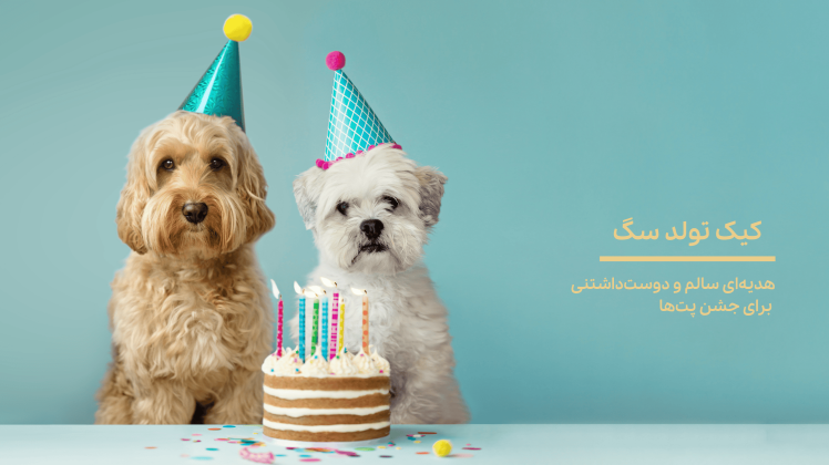 چرا کیک تولد سگ بهترین هدیه برای پت شماست؟