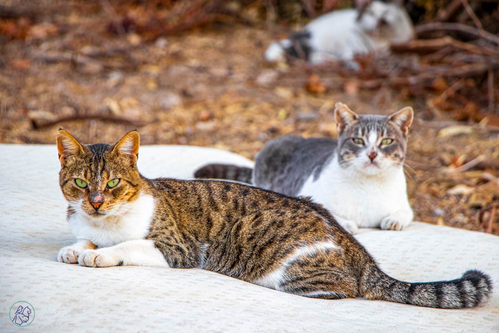 با وجود برتری‌های غذای خشک برای تغذیه عمومی، غذای مرطوب در شرایط خاصی بهترین گزینه است.