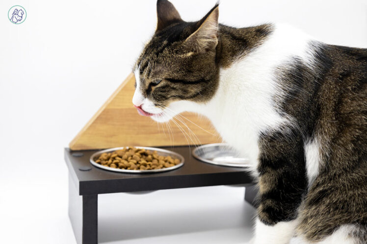 مقایسه غذای گربه رویال کنین و رفلکس: بررسی کامل مزایا و معایب