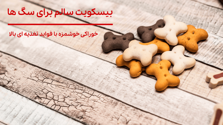 بیسکویت سالم برای سگ‌ها؛ خوراکی خوشمزه با فواید تغذیه‌ای بالا