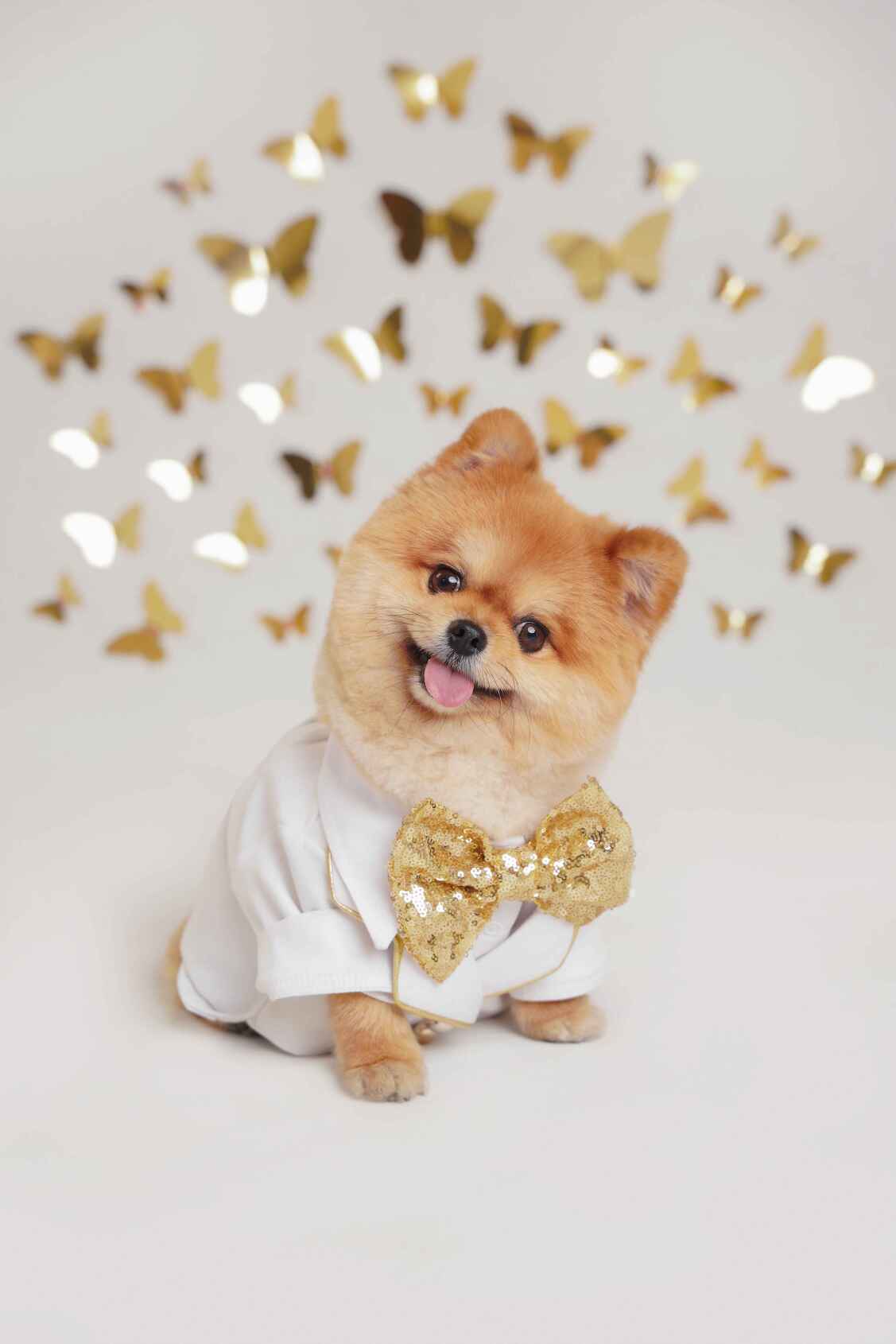 پت آرت فوتوگرافی