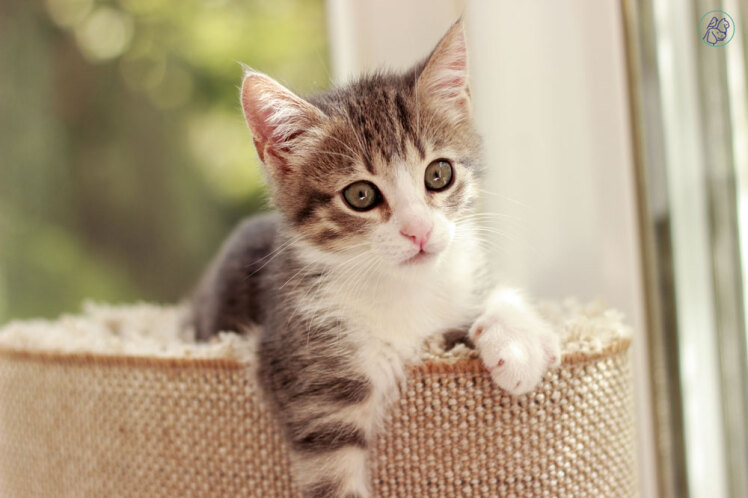 راهنمای کامل نگهداری بچه گربه؛ اصول رشد، تغذیه و سلامت