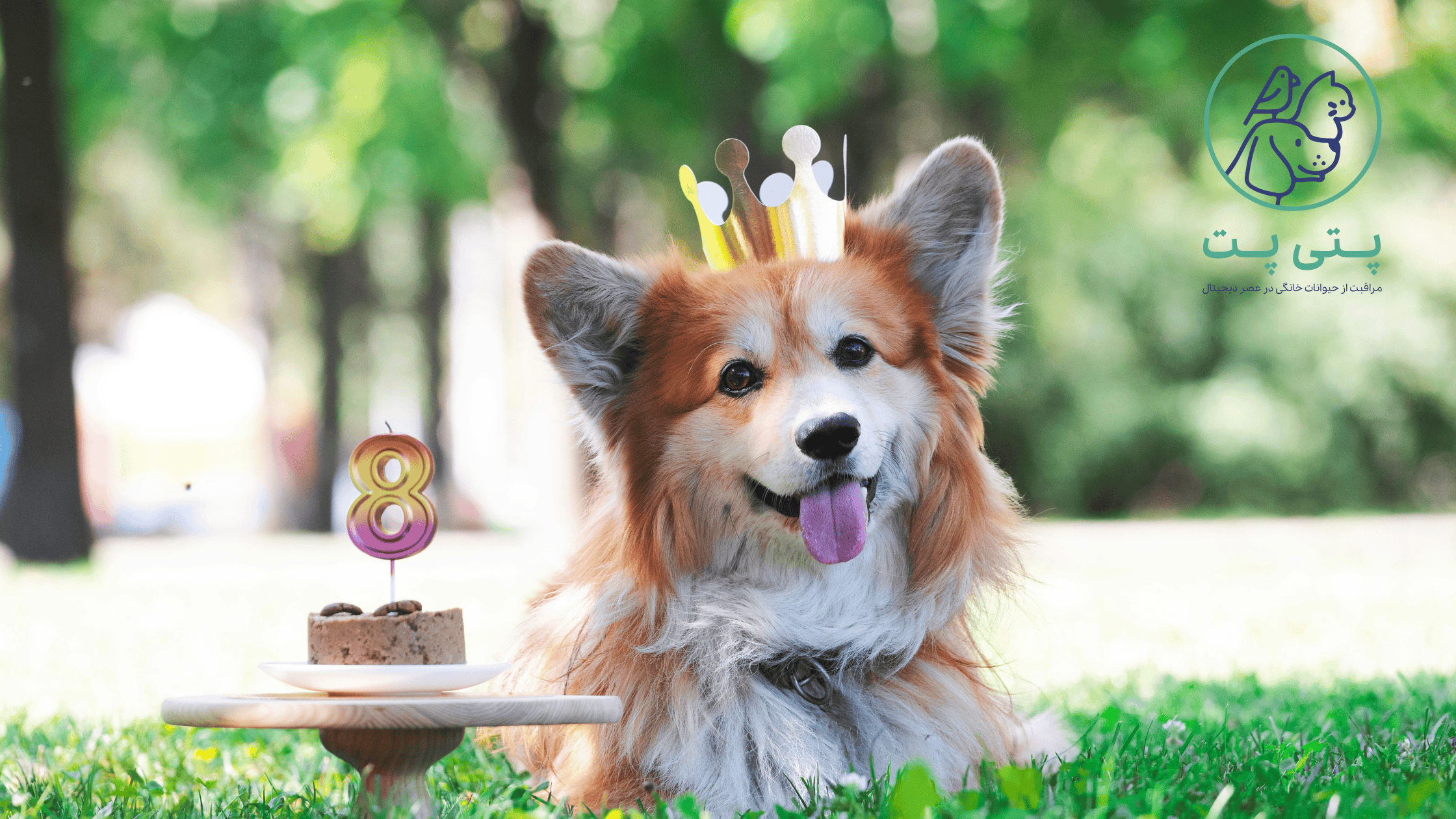 سگ در جشن تولد با کیک مخصوص سگ