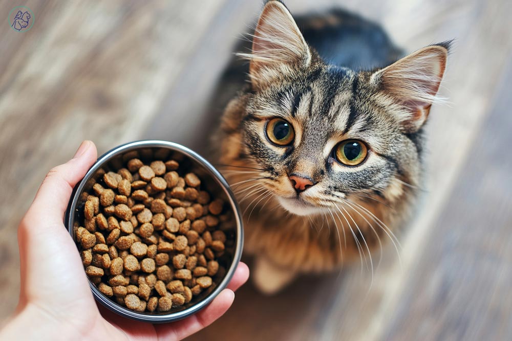 اهمیت انتخاب غذای خشک مناسب برای سلامتی گربه