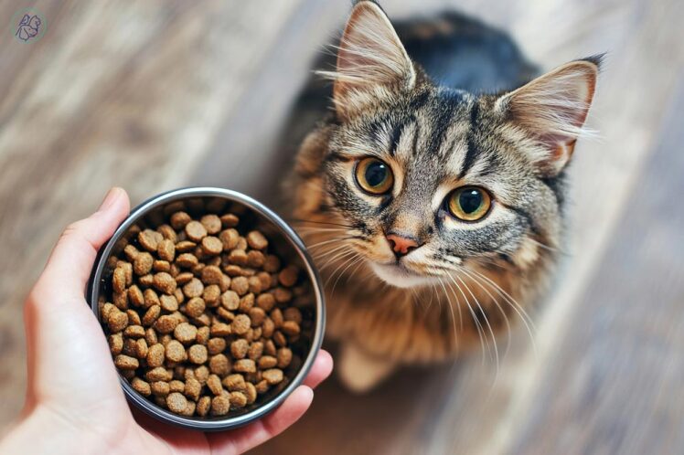 10 مدل از بهترین غذای خشک گربه + راهنمای جامع خرید بر اساس سن و نژاد