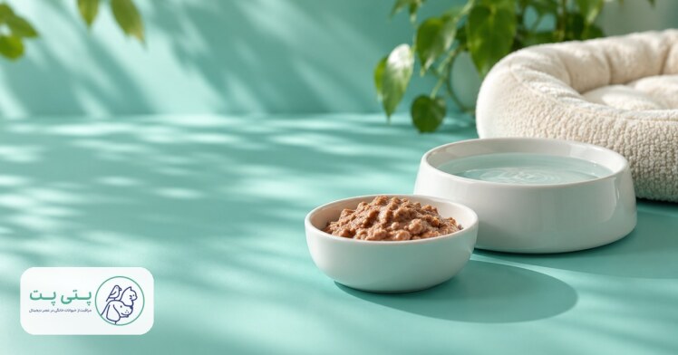 غذای گربه سالمند؛ از چه سنی و با چه ترکیبی؟