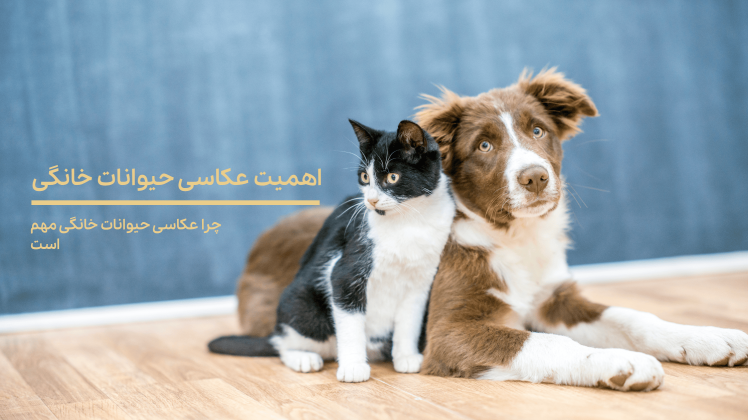 چرا عکاسی حیوانات خانگی مهم است؟ | مزایای عکاسی پت برای صاحبان سگ و گربه
