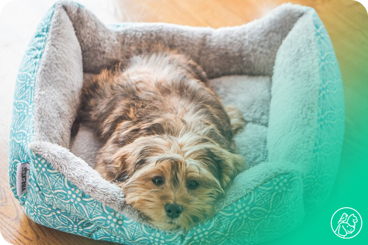 happy_dog_in_bed