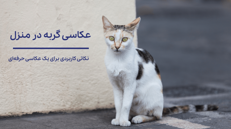 عکاسی گربه خانگی در خانه | نکات نورپردازی و رفتارشناسی برای عکس‌های حرفه‌ای