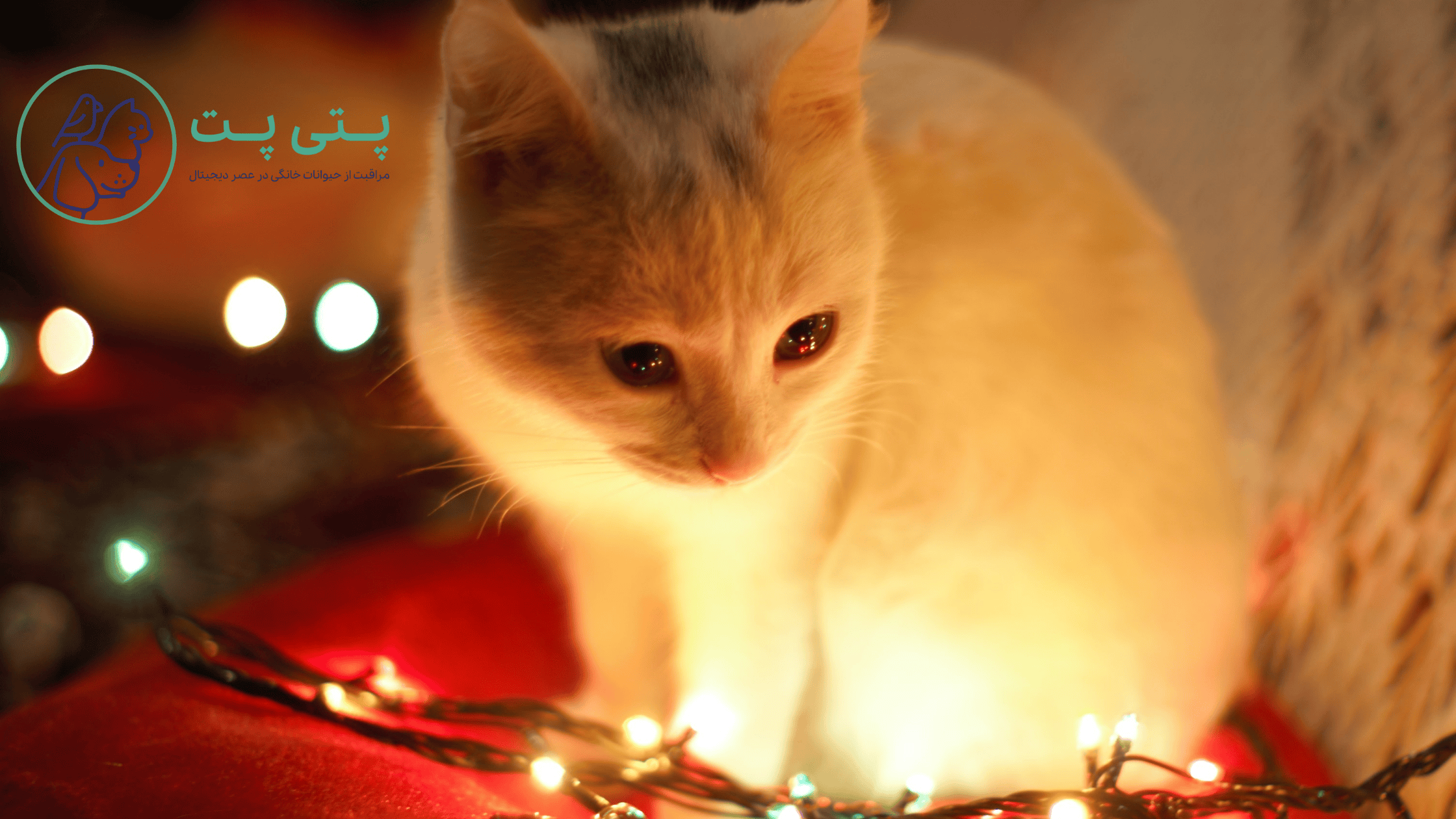 تمرین عکاسی پت در برابر دوربین