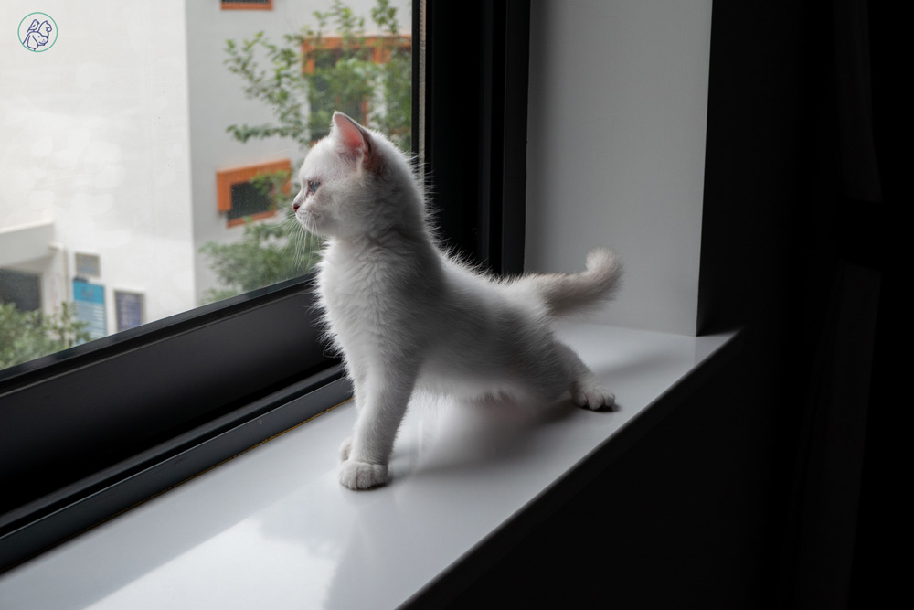 نوشیدن آب کافی برای پیشگیری از بیماریهای کلیوی و ادراری در گربهها بسیار حیاتی است