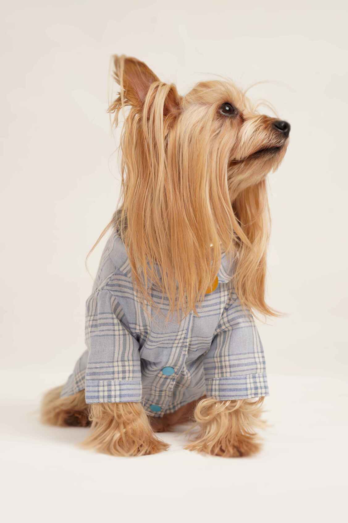 پت آرت فوتوگرافی