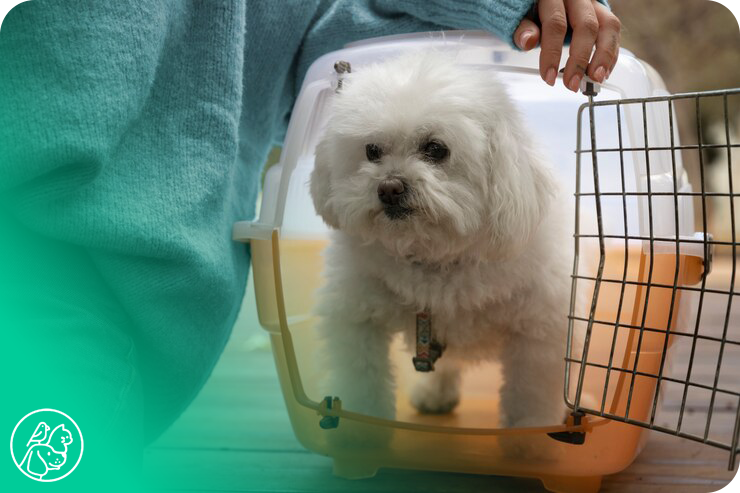 cute-dog-pet-carrier
