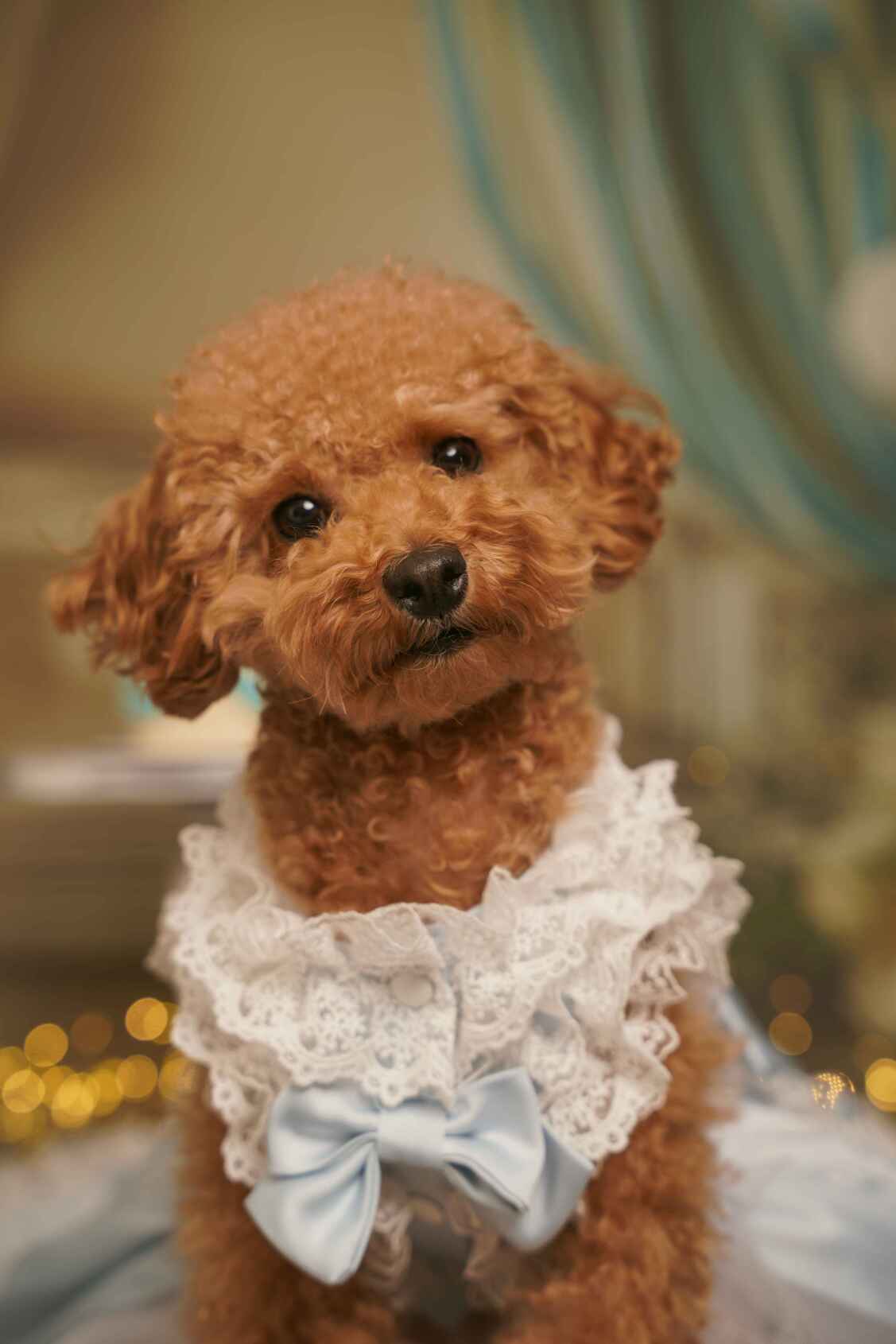 پت آرت فوتوگرافی