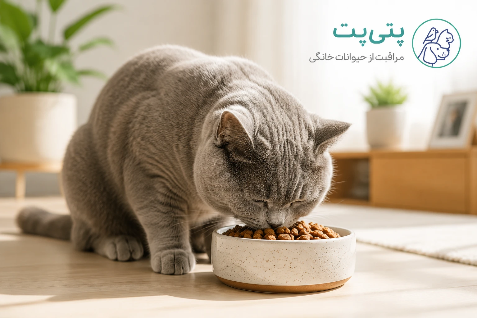 غذای خشک گربه عقیم شده