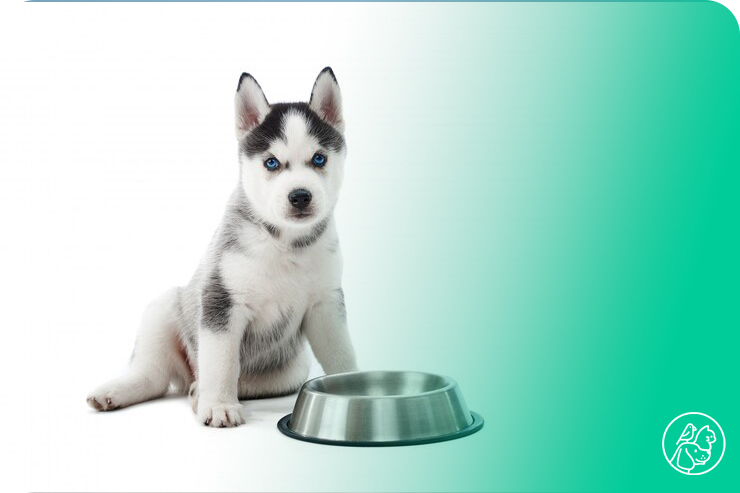 Dog food bowl with dog