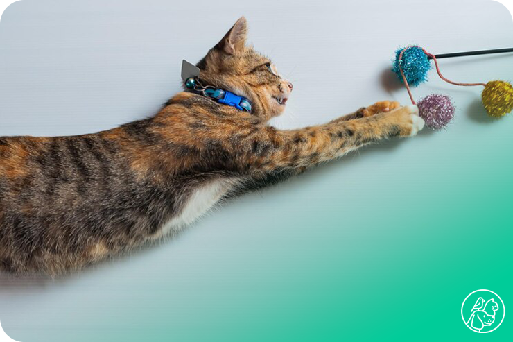 cat-toy