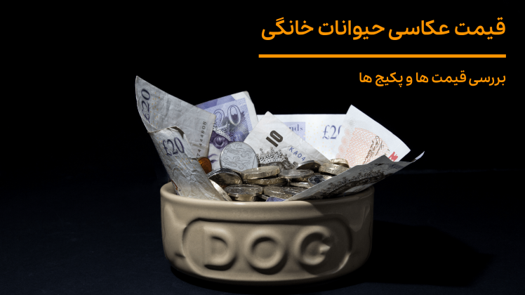 بررسی قیمت عکاسی حیوانات خانگی | تعرفه و پکیج‌های عکاسی پت