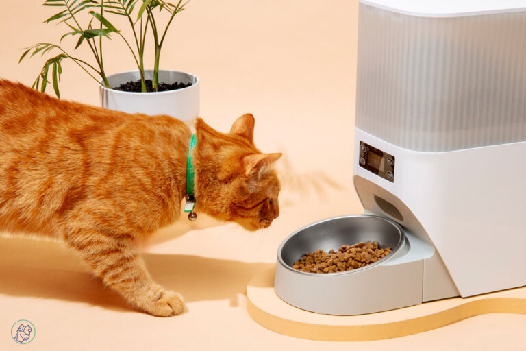 گربه بدغذا چی بخوره؟ راهکارهای علمی و اشتباهات رایج