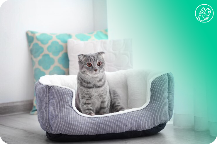 cat_bed