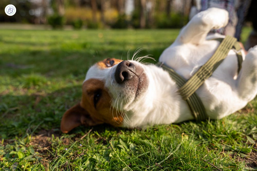 مهمترین دلایل غذا نخوردن سگ