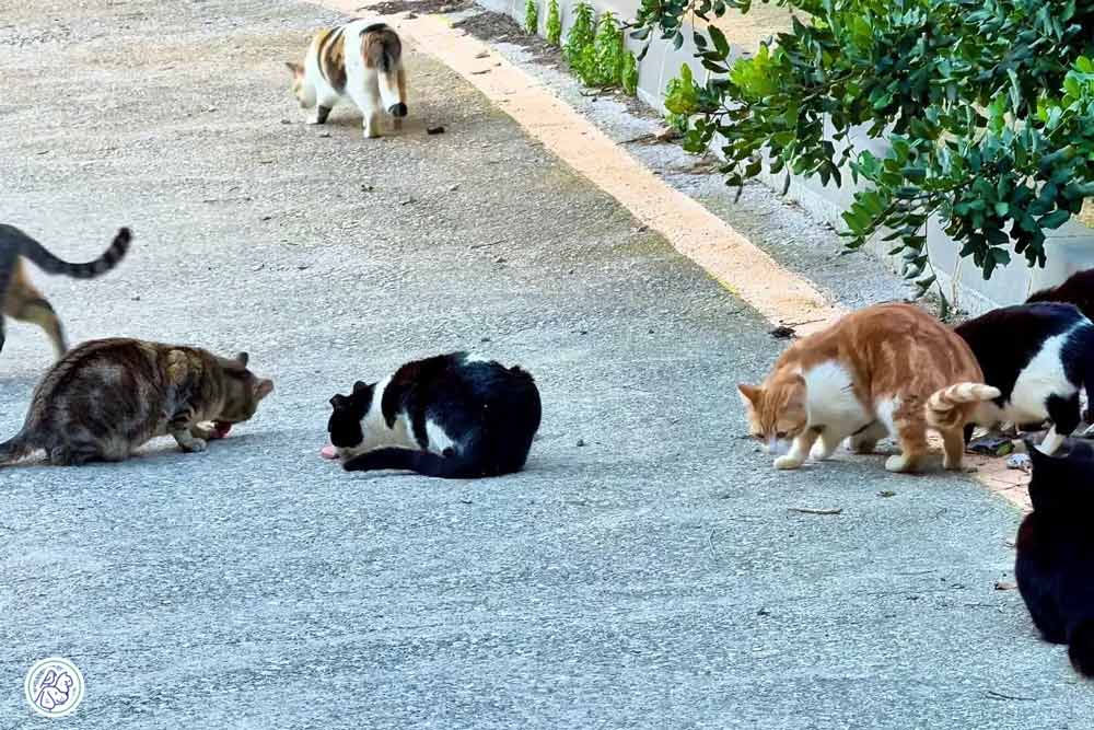 نکات کلیدی و اصول اخلاقی در تغذیه گربه‌های محلی