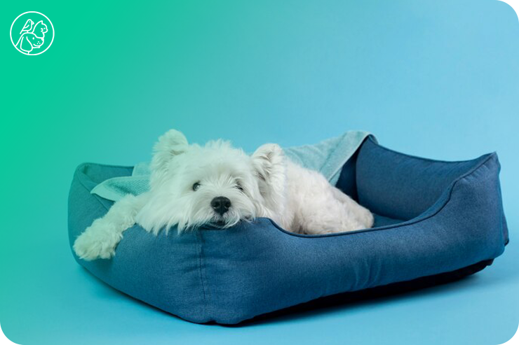 dog_bed