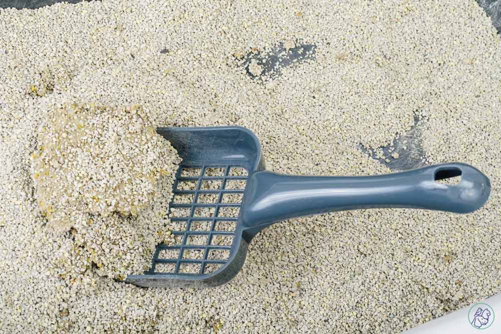 ویژگی‌های بهترین برندهای شن گربه بدون بو