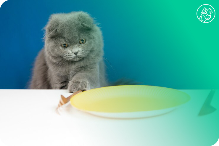 cat food bowl with cat